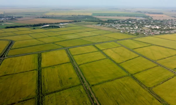В Краснодарском крае началась уборка риса